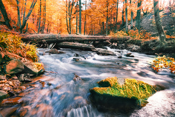Wall Mural - river in the autumn forest