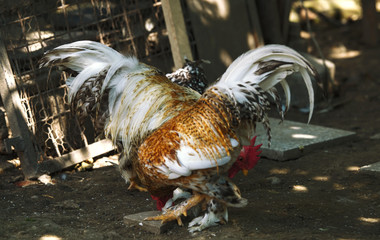 Canvas Print - Rooster and chickens