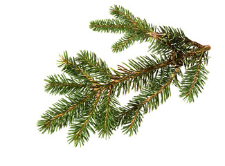 pine branch