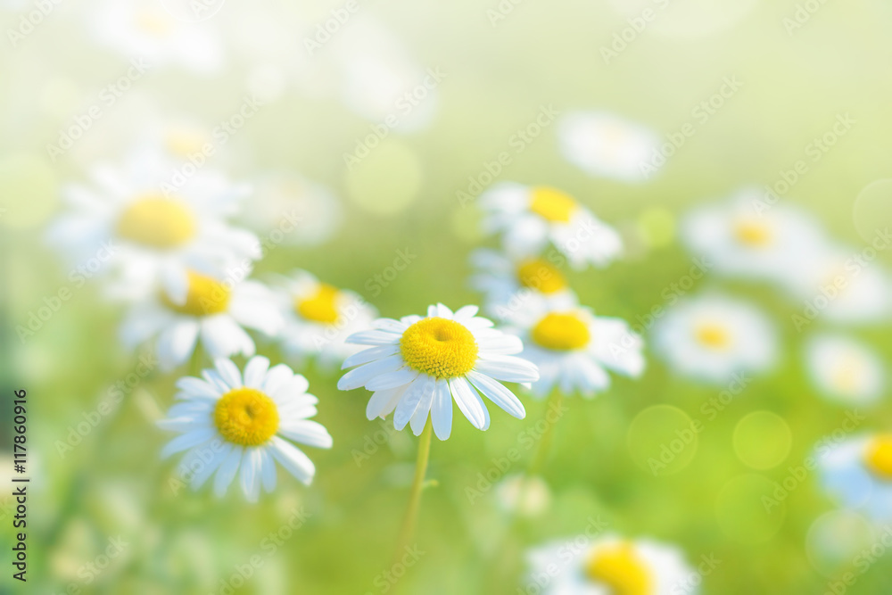 Natural bokeh background with daisy flowers - obrazy, fototapety, plakaty 