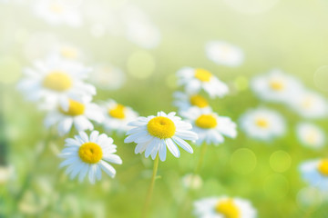 Wall Mural - natural bokeh background with daisy flowers