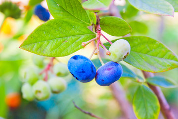 Wall Mural - sprig of blueberries