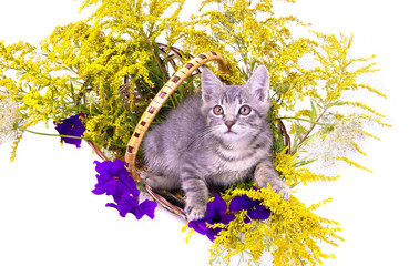 Wall Mural - Little kitten sitting in the basket with flowers