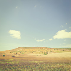 Canvas Print - Wheat Fields