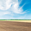 © Mykola Mazuryk - aerial view to black and golden agricultural fields under blue s