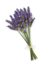 Fresh Purple Lavender Flowers