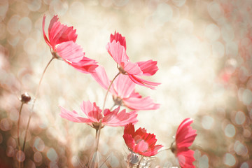 Wall Mural - cosmos flower with light bokeh background