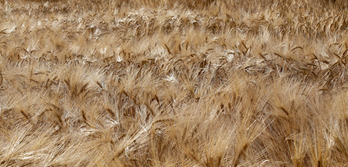 Wall Mural - ripe wheat ears in the field in summer