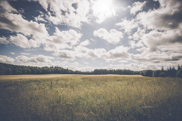 Wall Mural - Countryside landscape with plains of flowers