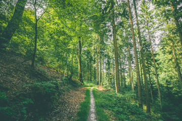 Wall Mural - small forest trail in a green forest