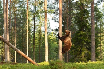 Wall Mural - brown bear climbing on tree in forest