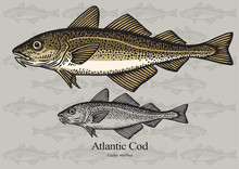 Cod Fish (Atlantic Cod). Vector Illustration For Artwork In Small Sizes. Suitable For Graphic And Packaging Design, Education Examples And Web.