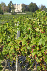 Poster - Château et vignoble bordelais