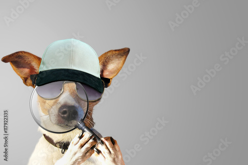 Detektiv Hund Dog with magnifier StockFoto Adobe Stock