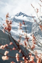 Annapurna II 2 with flowering apricot tree