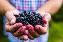 Fresh Blackberries In Hands