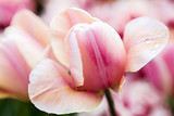 Light pink tender tulip closeup
