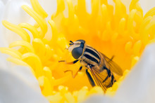 Hoverfly Hidden In Yellow Flower Waterlily