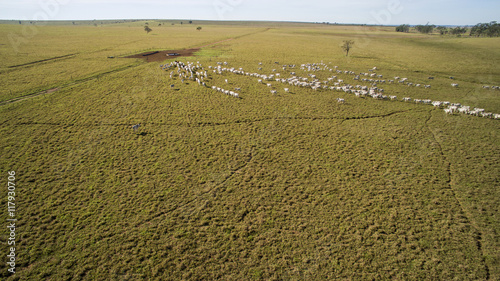Fotografía Cattle on pasture in the state of mato grosso in Brazil. July, 2