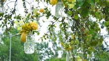 Wedding Floristics In A Rustic Style. Vases With Yellow Flowers Hanging On A Tree. Rural Country Wedding Style Using Wildflowers And Sunflower. Slow Motion Sliding Camera