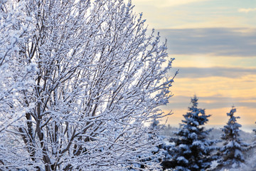 Wall Mural - Winter Trees covered in snow 