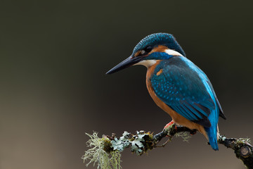 Wall Mural - Kingfisher (Alcedo Atthis)/Kingfisher perched on moss covered branch