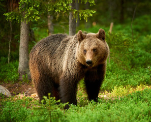 female brown bear