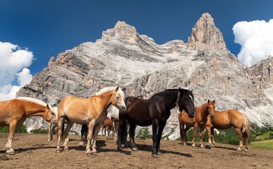 Canvas Print - Horses and cow under Monte Pelmo