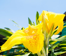 Yellow Canna Lily Flower With Sunshine