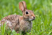Beautiful Eastern Cottontail Rabbit, Sylvilagus Floridanus, In Lush Green Morning Grass