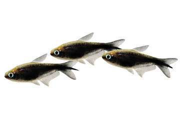 Canvas Print - black emperor tetra Nematobrycon amphiloxus tropical aquarium fish neon tetra