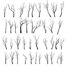Dead Tree Without Leaves Vector Illustration Sketched