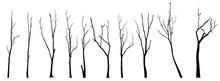 Vector Black Silhouette Of A Bare Tree