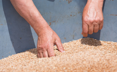 Farmers on field with combine harbester