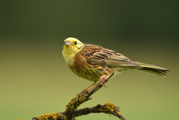 Yellowhammer (Emberiza citrinella)