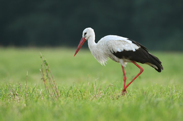 Canvas Print - White stork