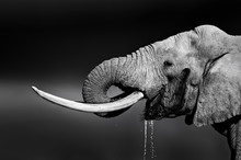 Elephant Bull Drinking Water