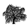 silhouette detached tree willow with leaves