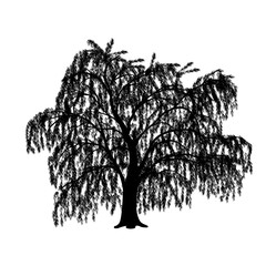 Wall Mural - silhouette detached tree willow with leaves