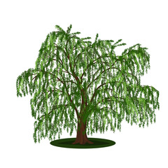 Wall Mural - detached tree willow with leaves