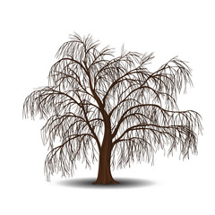 Wall Mural - detached tree willow without leaves