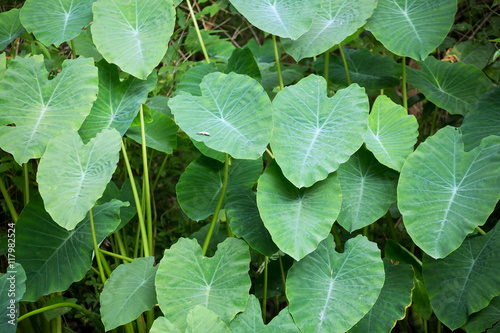 Green fern leafs