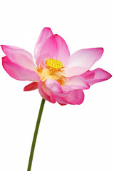 lotus flower isolated on white background.