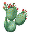 Blooming opuntia cactus