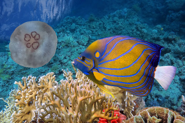 Colorful coral reef with many fishes and sea turtle