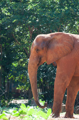 African elephant at the zoo, Thailand.