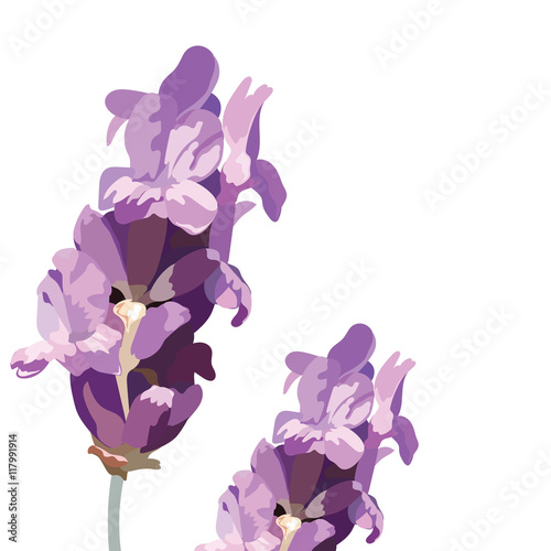 Lavender flowers isolated on white Vector. Gentle blossom floral bouquet isol...