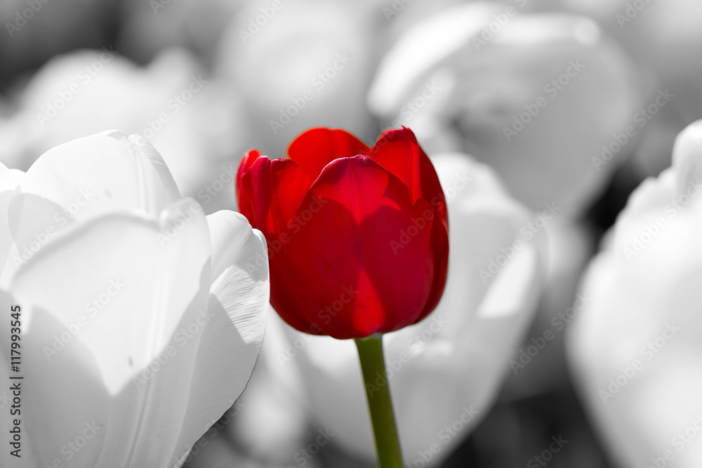 czerwony-tulipan-wsrod-czerni-i-bieli