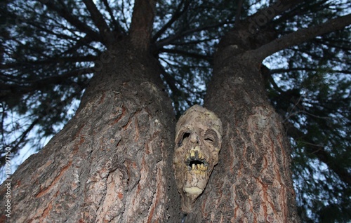 Fotografie, Obraz Creepy and Ominous Face Looking Through the Trees