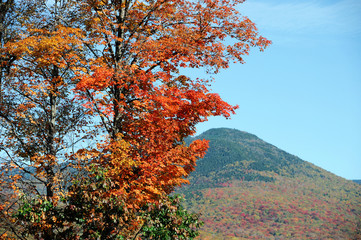 Poster - autumn trees and colorful mountain in White Mountain National Forest